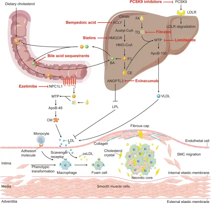 Role of Cholesterol