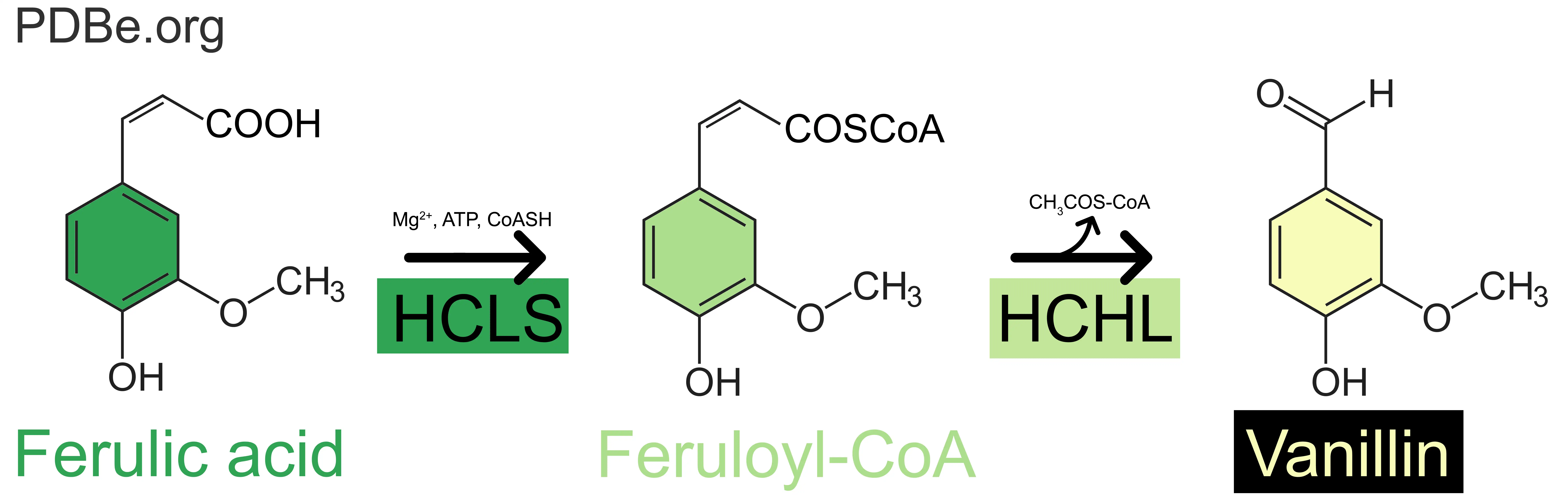 Production pathway of vanillin from ferulic acid.