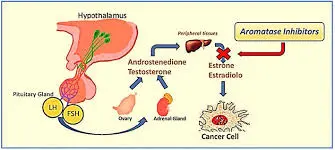 How does anastrozole powder work