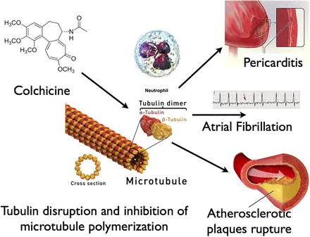 What are the primary uses of colchicine powder