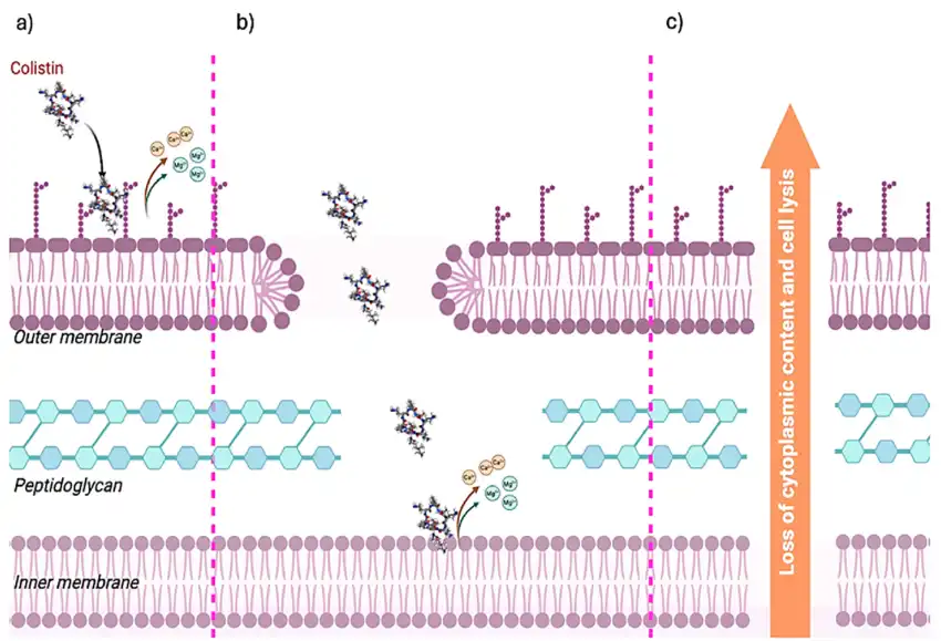 What is the mechanism of action of colistin sulphate