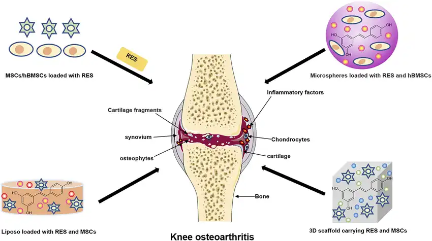 Application of Resveratrol