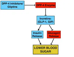 How Does Sitagliptin Work