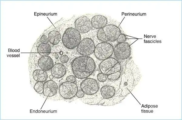 Ropivacaine Powder uses