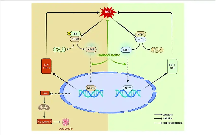 Application of Carbocysteine Powder Application of Carbocysteine Powder