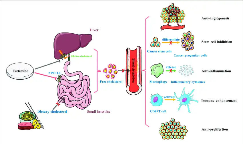 Application of Ezetimibe