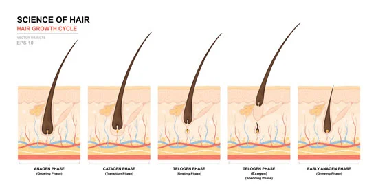 application of minoxidil application of minoxidil