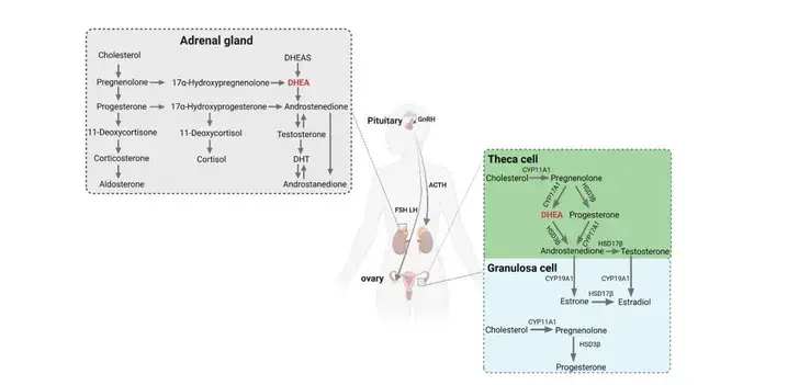 DHEA Powder DHEA Powder