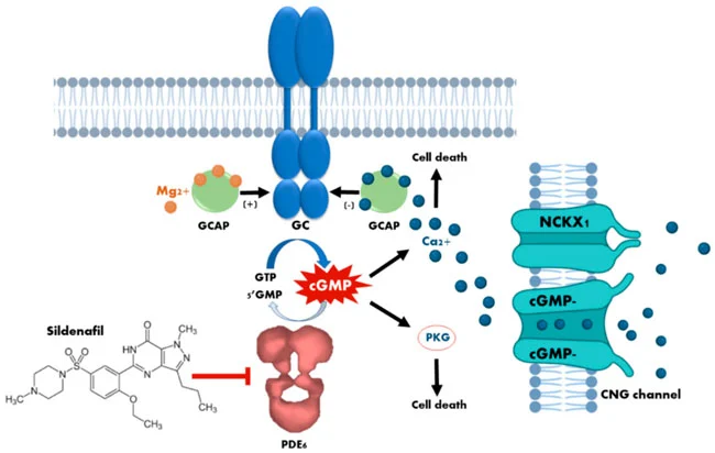Sildenafil 