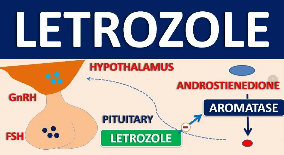 How Letrozole Powder Works