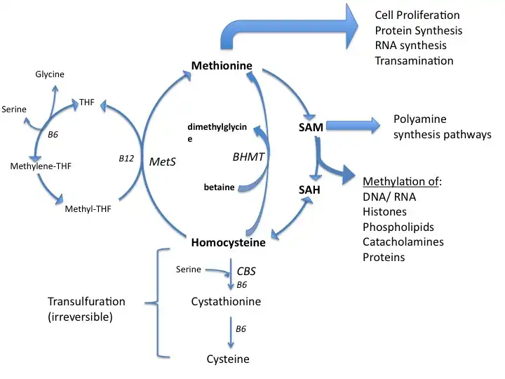 methionine