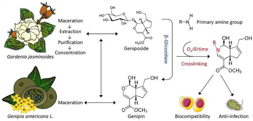 Application of Genipin Powder