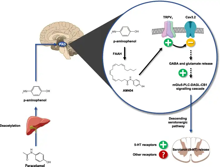 What Are the Medical Uses and Benefits of Pure Paracetamol