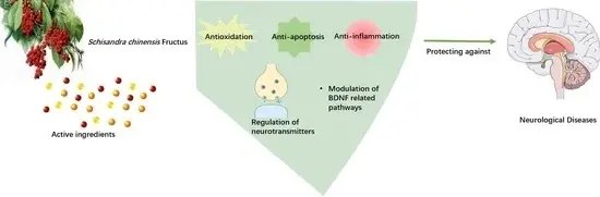 The role of Schisandrin