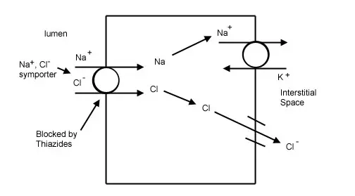 How does Hydrochlorothiazide work