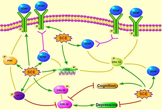 What are the cognitive benefits of Schisandrin