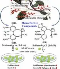 Can Schisandrin improve memory and learning abilities