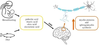 How does Nervonic Acid benefit brain health