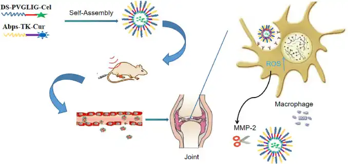 How do Achyranthes Polysaccharides work to improve blood flow