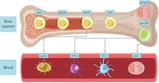 Are there any clinical studies supporting the use of Achyranthes Polysaccharides for blood circulation