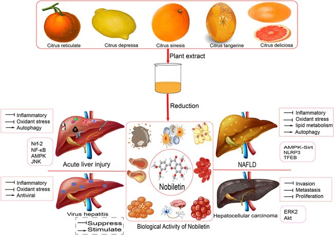 How does Nobiletin Powder affect cholesterol metabolism in the body