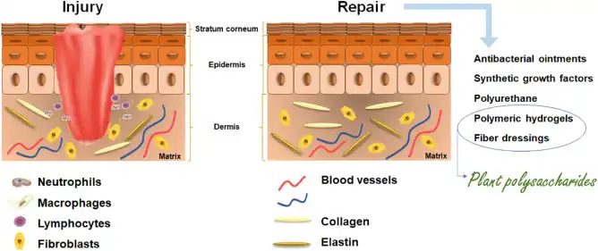 How do Achyranthes Polysaccharides affect collagen production in the skin