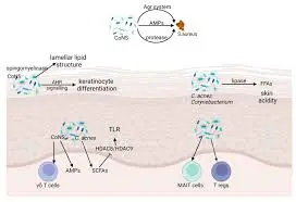 Can Achyranthes Polysaccharides improve skin hydration and barrier function