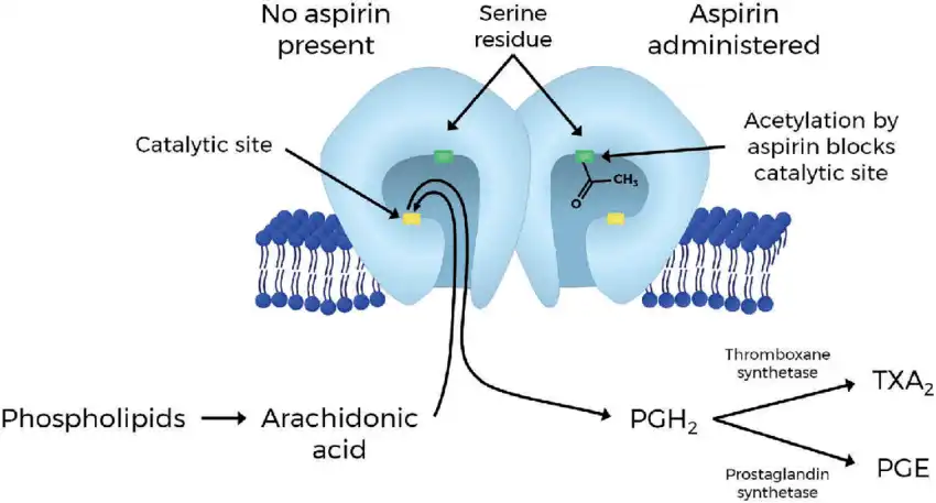 What are the main mechanisms of action for aspirin in the body