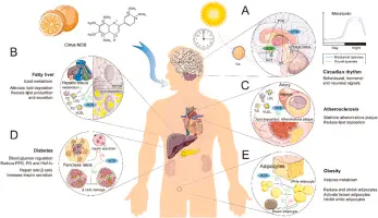 role of Nobiletin powder