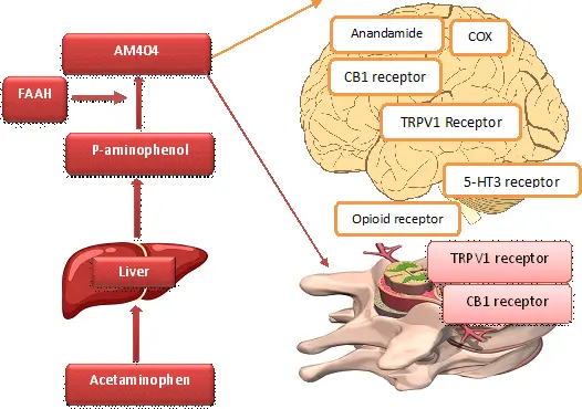 What are the mechanisms of action for acetaminophen in pain relief