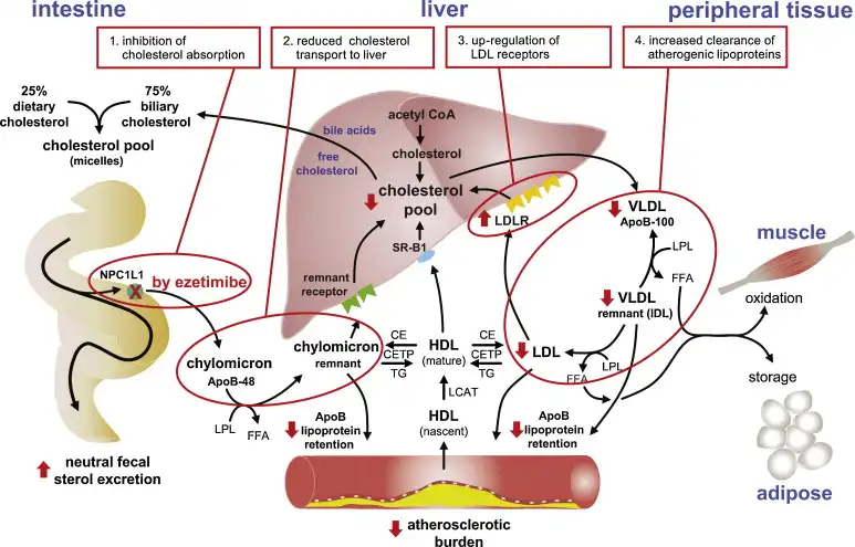 how does Ezetimibe work