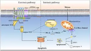 What is the role of Nervonic Acid in brain development and function