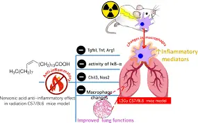 What are the potential mechanisms by which Nervonic Acid protects against neuroinflammation