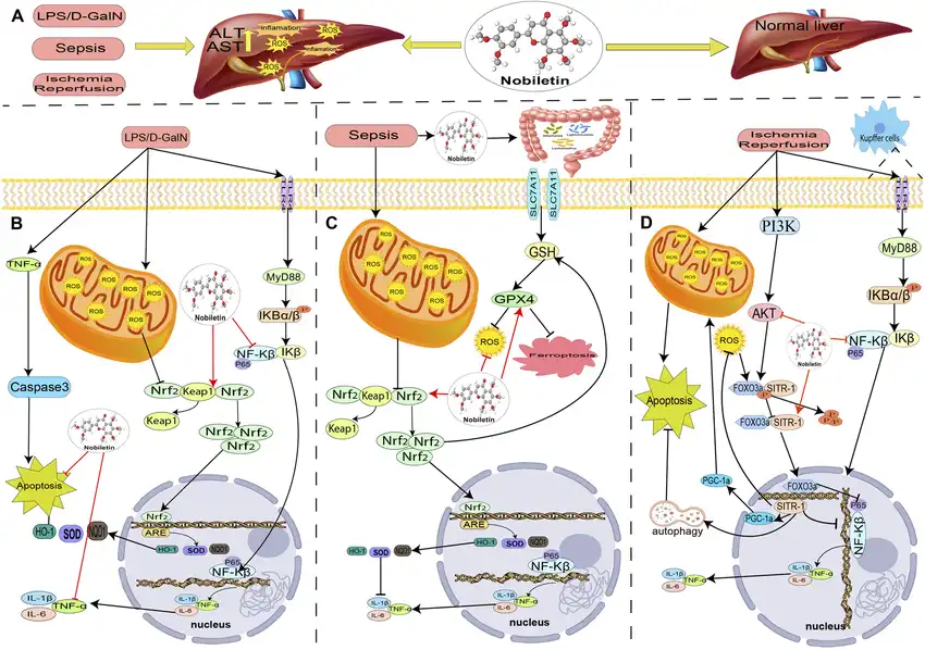 What are the mechanisms by which nobiletin affects blood sugar levels