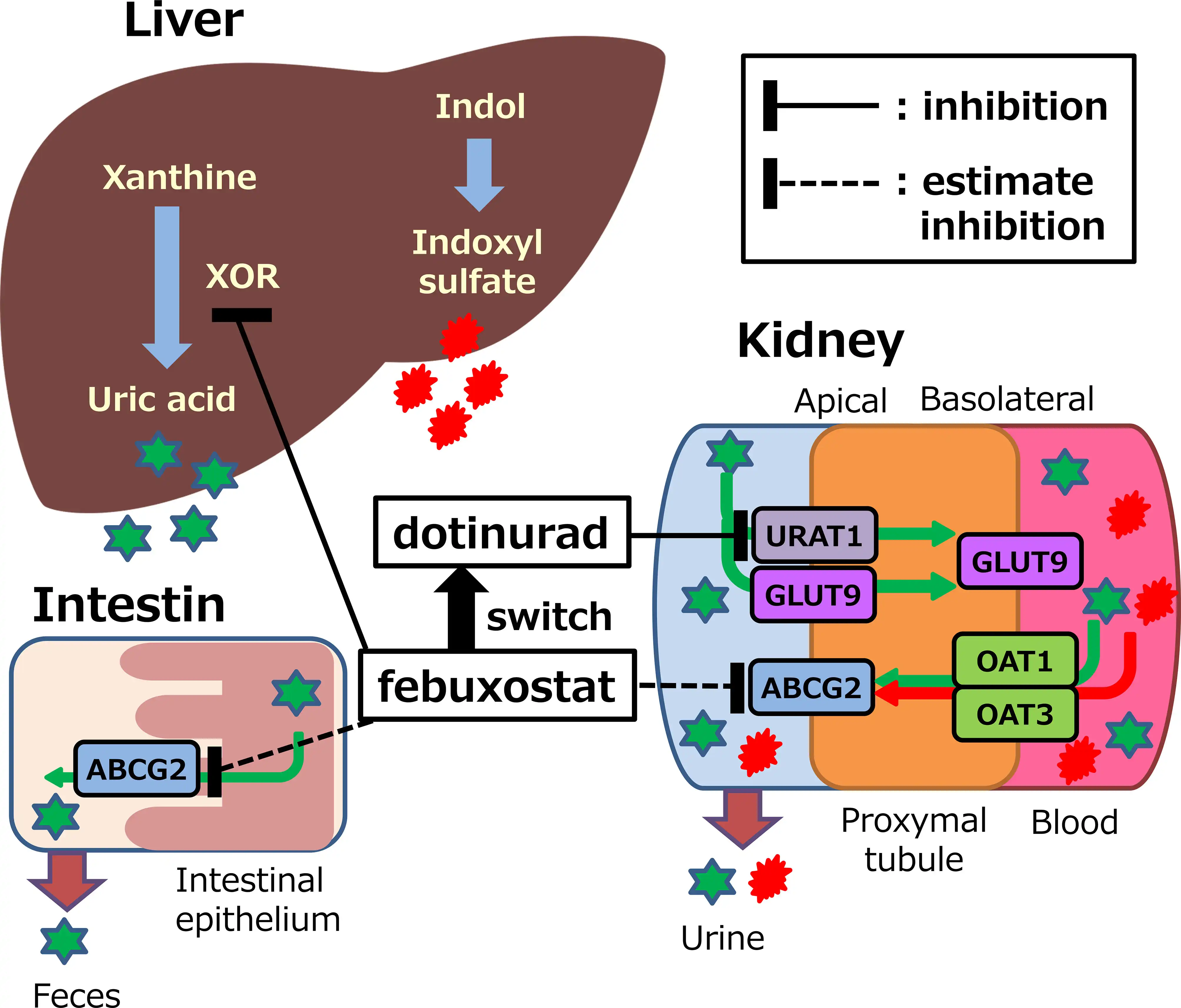 What factors affect the dosage of Febuxostat for gout?