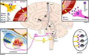 Can Ketoprofen Powder be used as a preventive treatment for chronic migraines